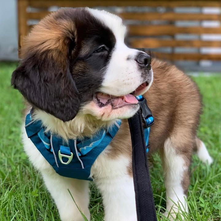 Suche ein neues Zuhause.