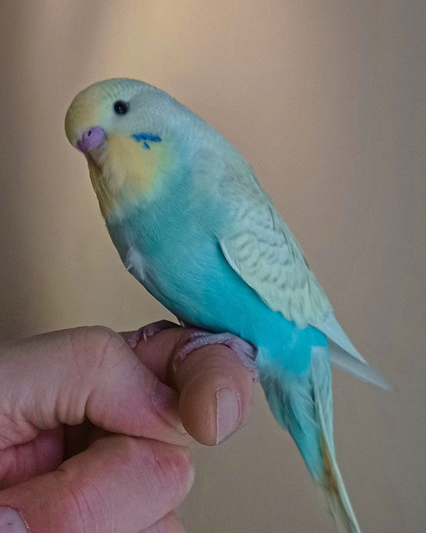 Nestjunge, superzahme Wellensittiche