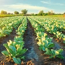 Landwirtschaftliche Projektkredite