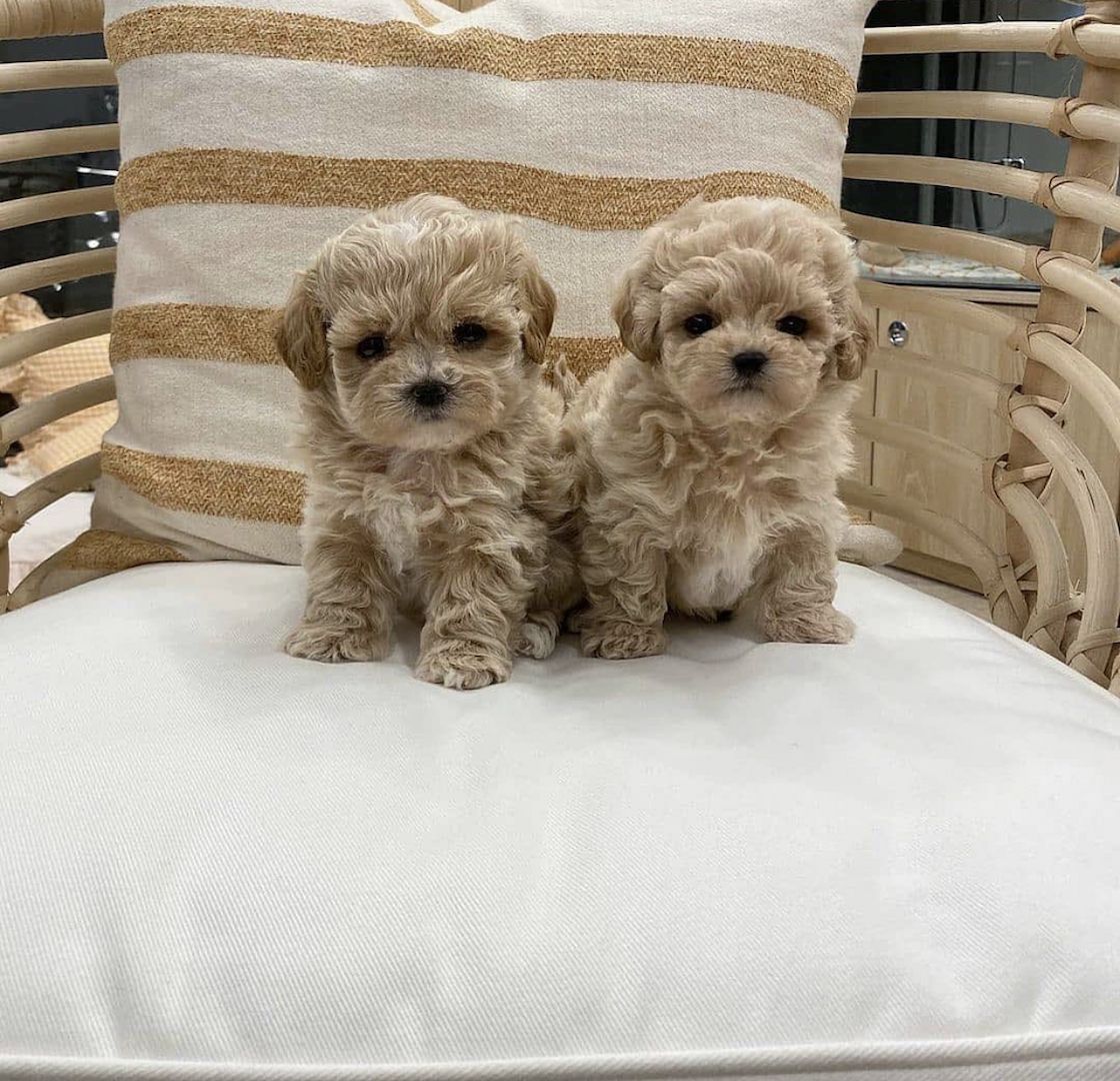 Maltipoo Mini-Welpen