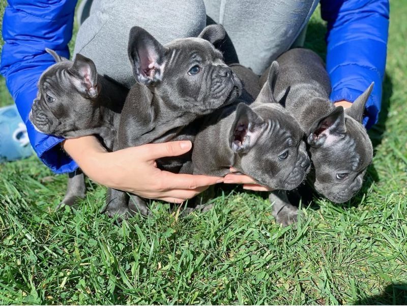 Französische Bulldoggenwelpen suchen eine Familie