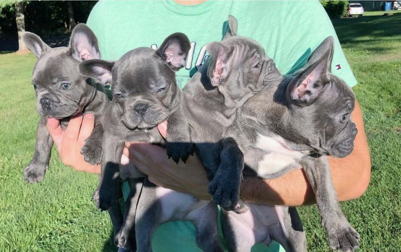 Französische Bulldoggenwelpen suchen eine Familie