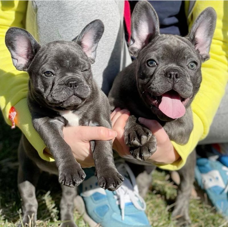 Französische Bulldoggenwelpen suchen eine Familie