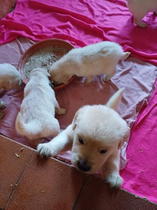 Golden Retriever Welpen in bester Obhut zu verkaufen