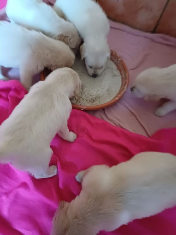 Golden Retriever Welpen in bester Obhut zu verkaufen