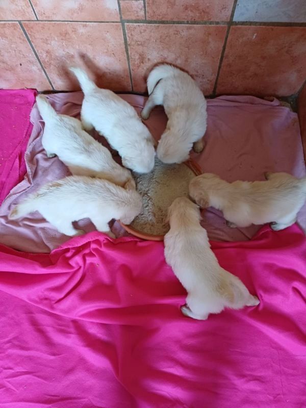 Golden Retriever Welpen in bester Obhut zu verkaufen