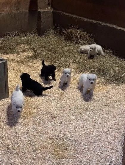 Süße Labrador-Fell-Engel