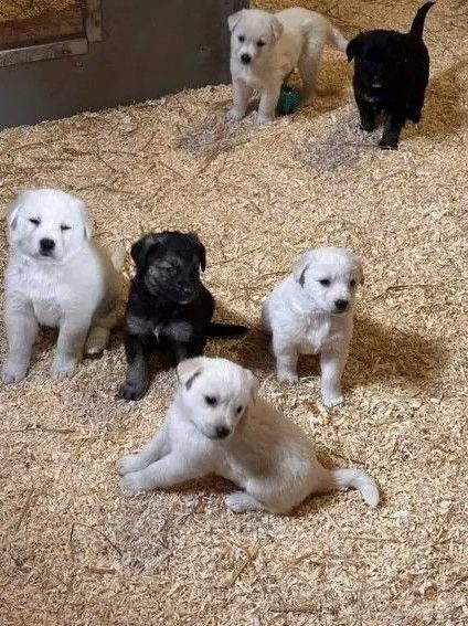 Süße Labrador-Fell-Engel