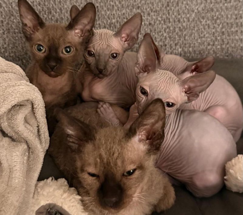 3 Sphynx-Kätzchen zu verkaufen