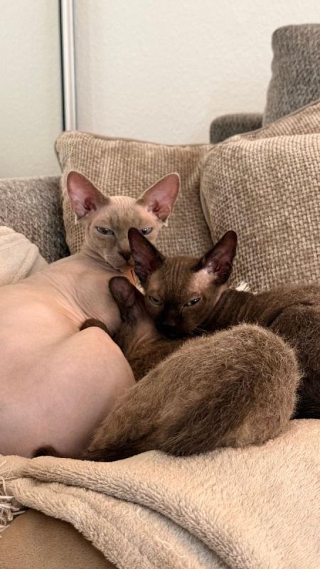 3 Sphynx-Kätzchen zu verkaufen