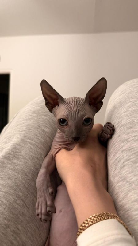 3 Sphynx-Kätzchen zu verkaufen