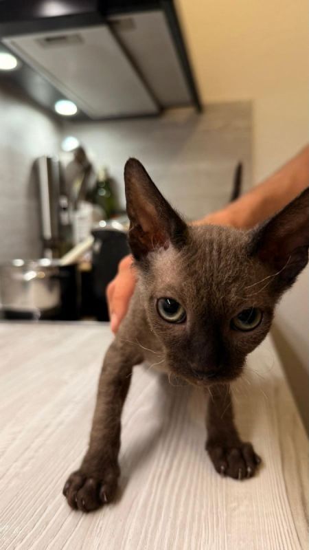 3 Sphynx-Kätzchen zu verkaufen