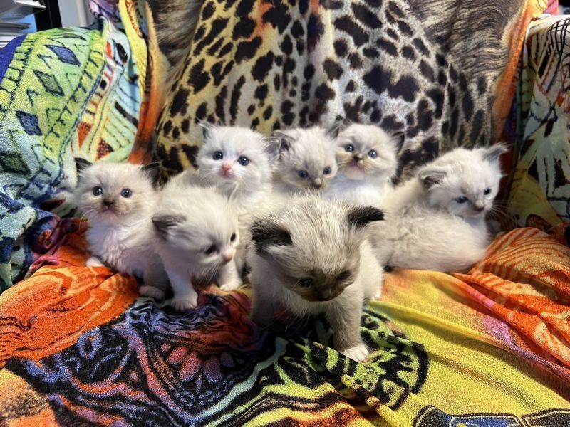 Klassische Ragdoll-Kätzchen von seriösen Züchtern