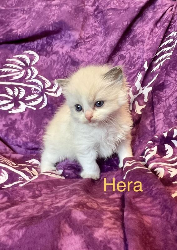 Klassische Ragdoll-Kätzchen von seriösen Züchtern