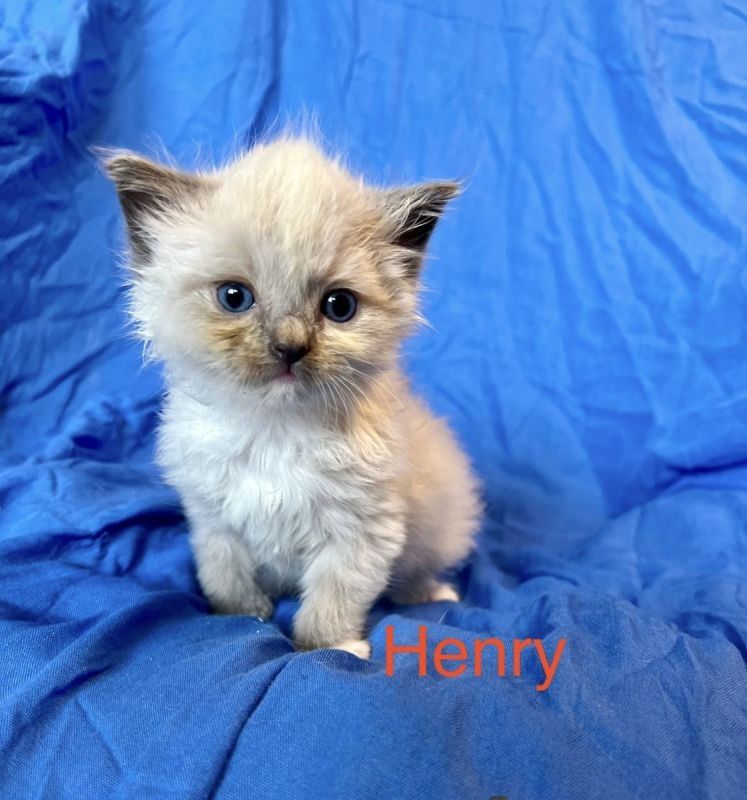 Klassische Ragdoll-Kätzchen von seriösen Züchtern