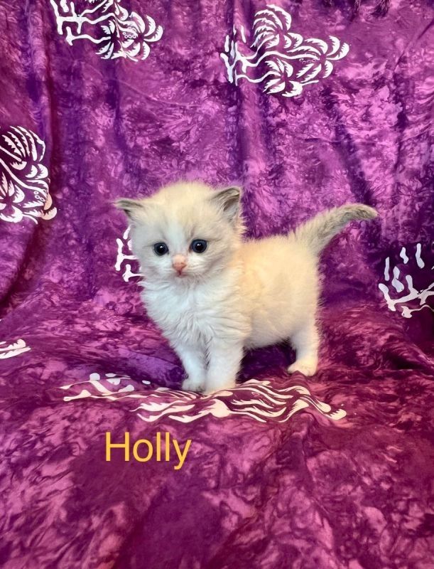 Klassische Ragdoll-Kätzchen von seriösen Züchtern