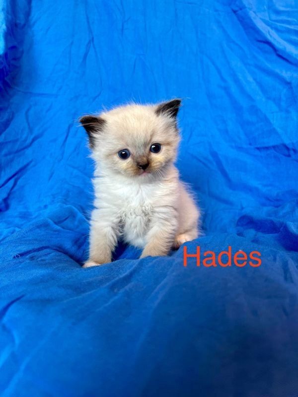 Klassische Ragdoll-Kätzchen von seriösen Züchtern