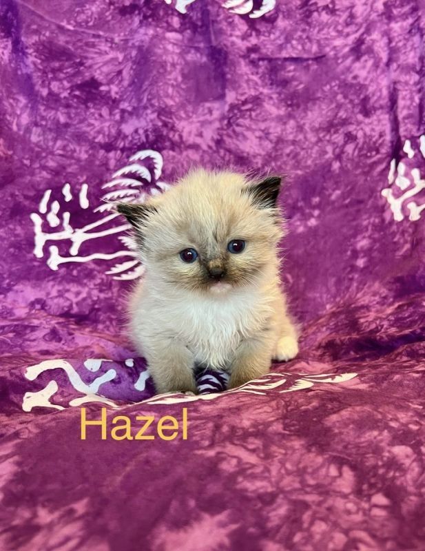 Klassische Ragdoll-Kätzchen von seriösen Züchtern