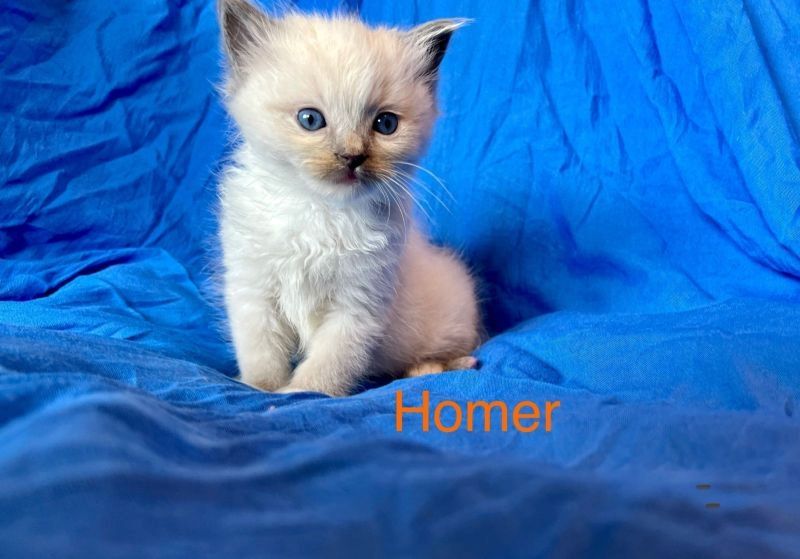 Klassische Ragdoll-Kätzchen von seriösen Züchtern