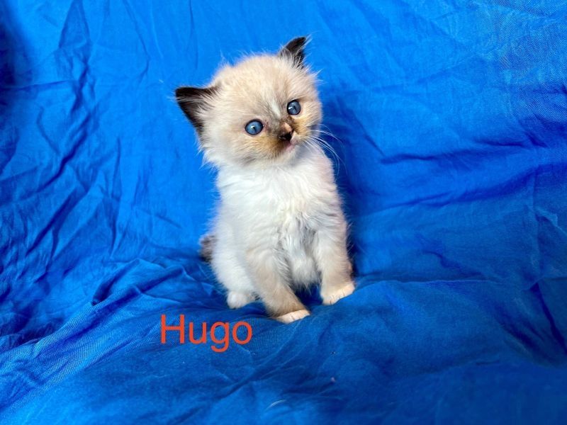 Klassische Ragdoll-Kätzchen von seriösen Züchtern