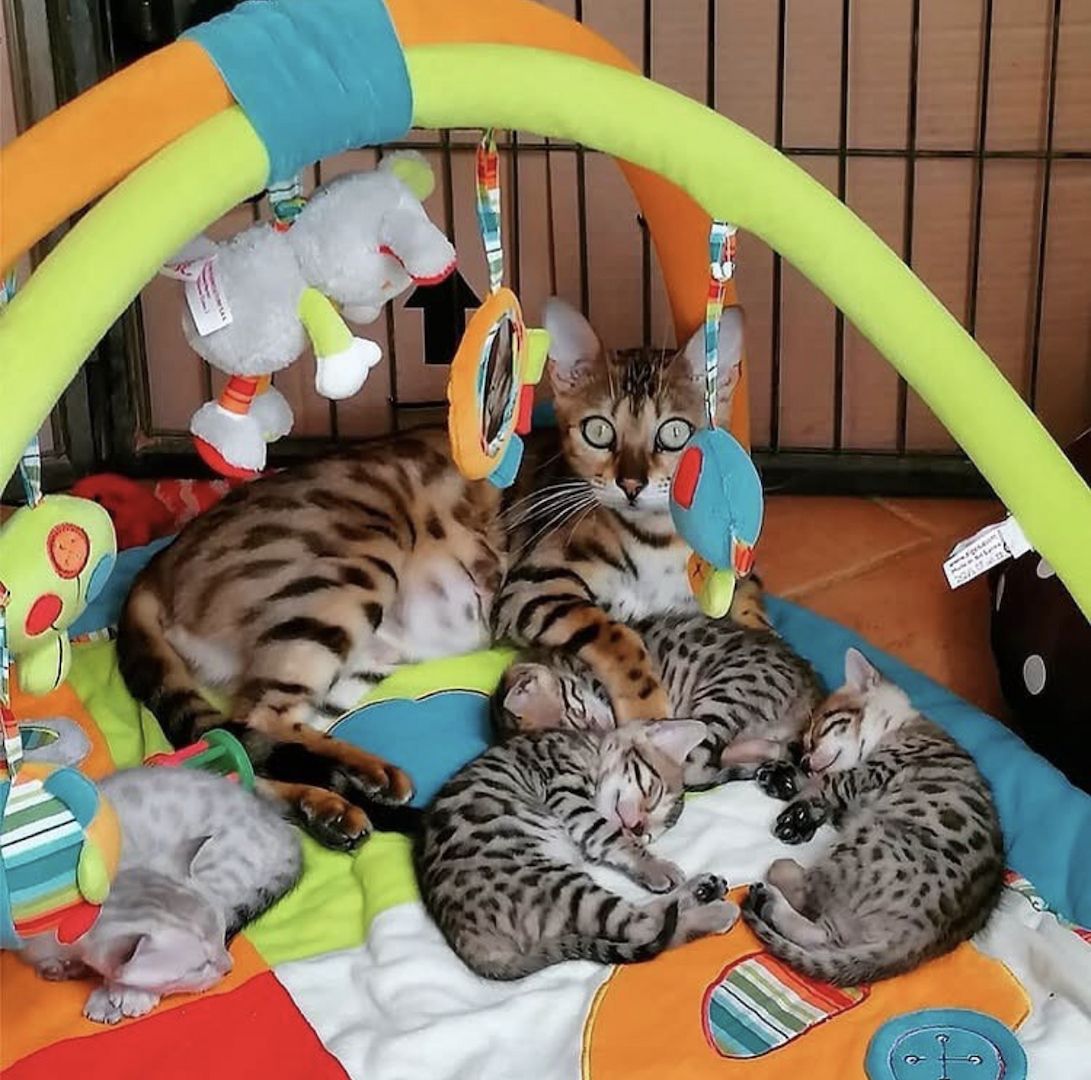 Wunderschöne Bengalkatzen