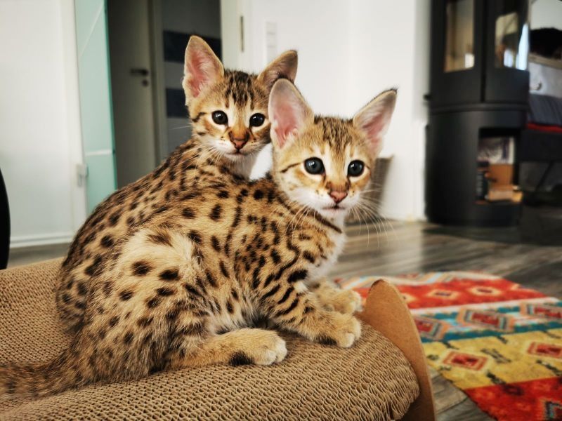 Typvolle F3C Savannah Kätzchen TicaCats