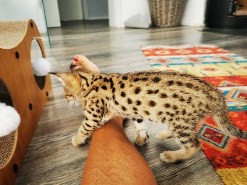 Typvolle F3C Savannah Kätzchen TicaCats