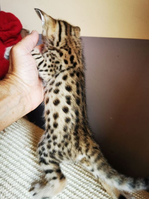 Typvolle F3C Savannah Kätzchen TicaCats