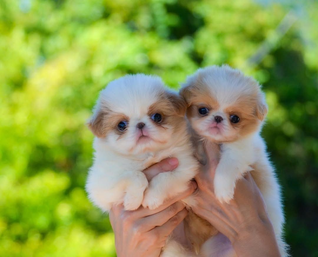 Pekinese verfügbar Pekinese verfügbar