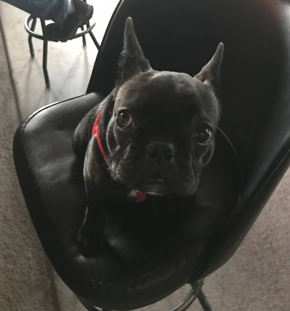 französischer Bulldoggenwelpe