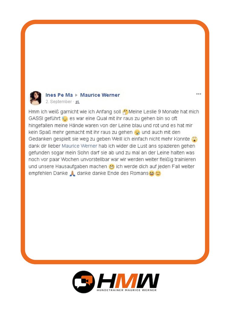 Professionelles Hundetraining – Persönlich oder auch via Videoanalyse