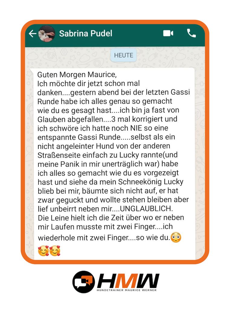 Professionelles Hundetraining – Persönlich oder auch via Videoanalyse