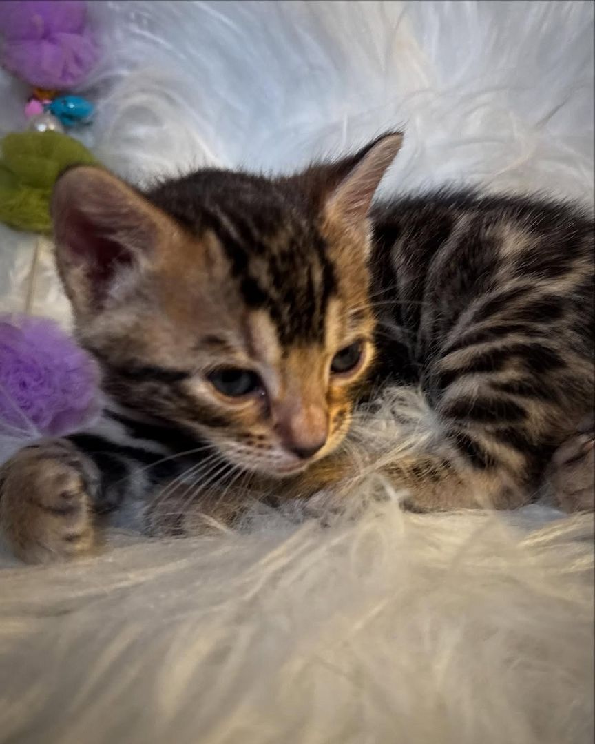 Bengal-Kätzchen zur Adoption