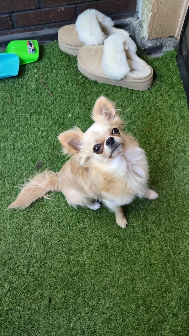 Reinrassiger Langhaar-Chihuahua „Pegasus“ – liebevoller Familienhund sucht neues Zuhause