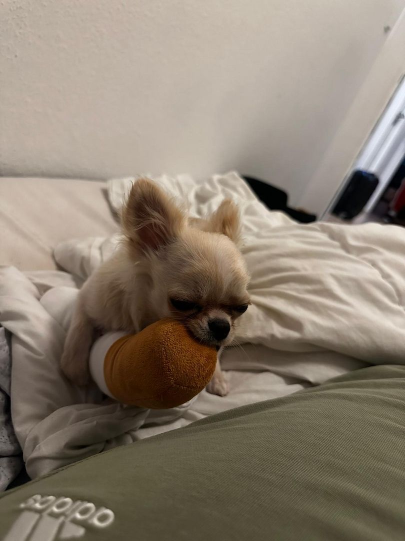 Reinrassiger Langhaar-Chihuahua „Pegasus“ – liebevoller Familienhund sucht neues Zuhause