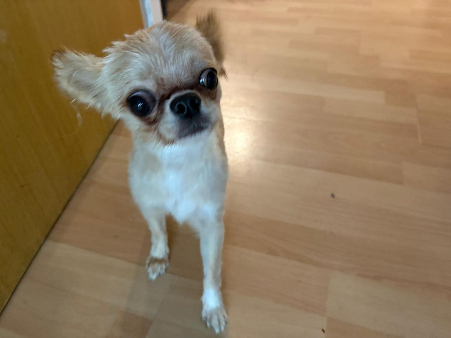 Reinrassiger Langhaar-Chihuahua „Pegasus“ – liebevoller Familienhund sucht neues Zuhause