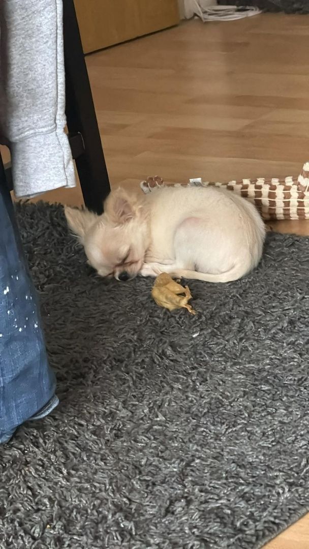 Reinrassiger Langhaar-Chihuahua „Pegasus“ – liebevoller Familienhund sucht neues Zuhause