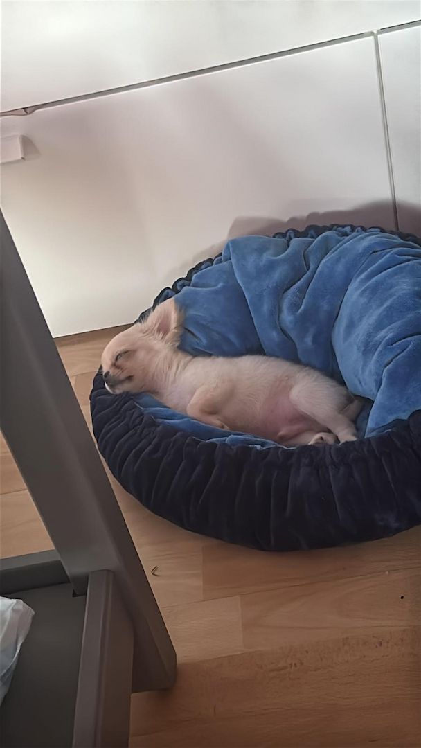 Reinrassiger Langhaar-Chihuahua „Pegasus“ – liebevoller Familienhund sucht neues Zuhause