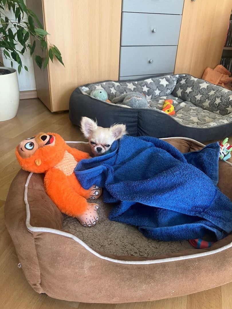 Reinrassiger Langhaar-Chihuahua „Pegasus“ – liebevoller Familienhund sucht neues Zuhause