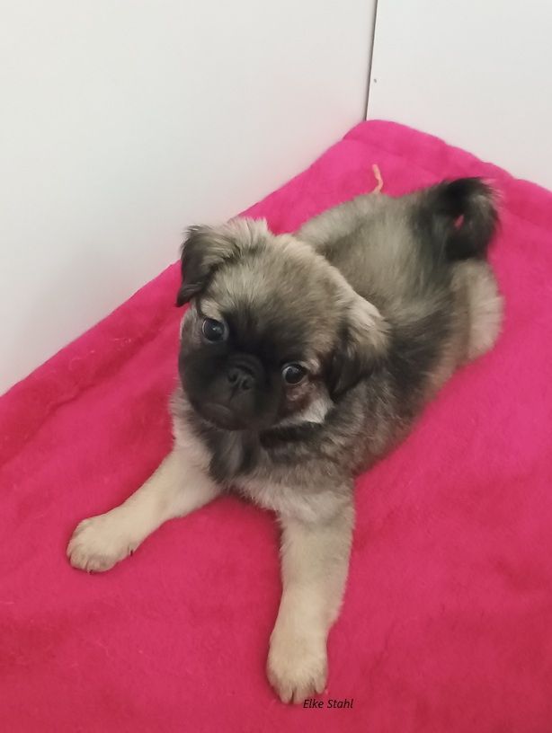 Nur noch 1 altdeutscher Mopswelpe, frei atmend, mit Stammbaum