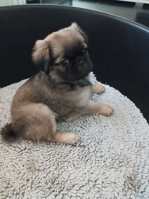 Nur noch 1 altdeutscher Mopswelpe, frei atmend, mit Stammbaum