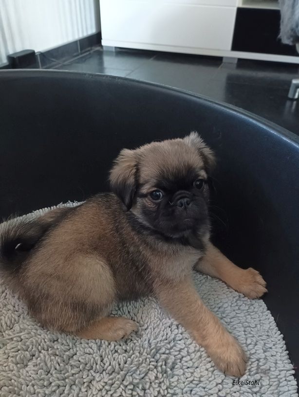 Nur noch 1 altdeutscher Mopswelpe, frei atmend, mit Stammbaum