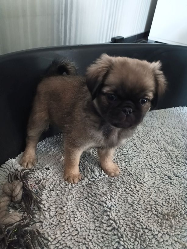 Nur noch 1 altdeutscher Mopswelpe, frei atmend, mit Stammbaum