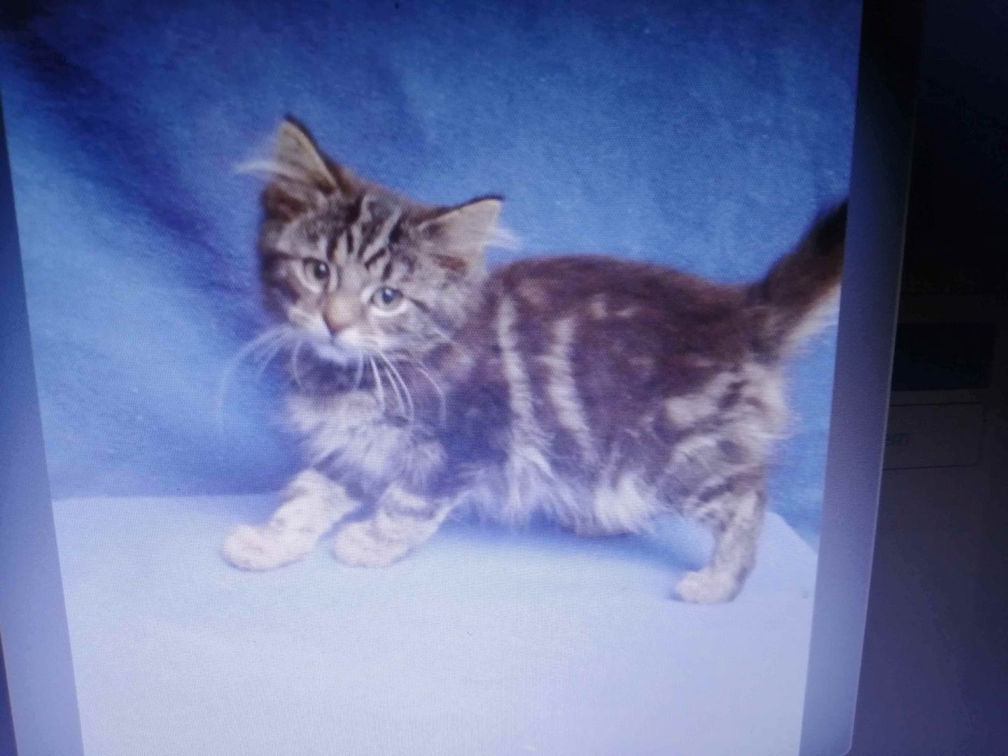 Reinrassige Sibirische Waldkatzenkitten