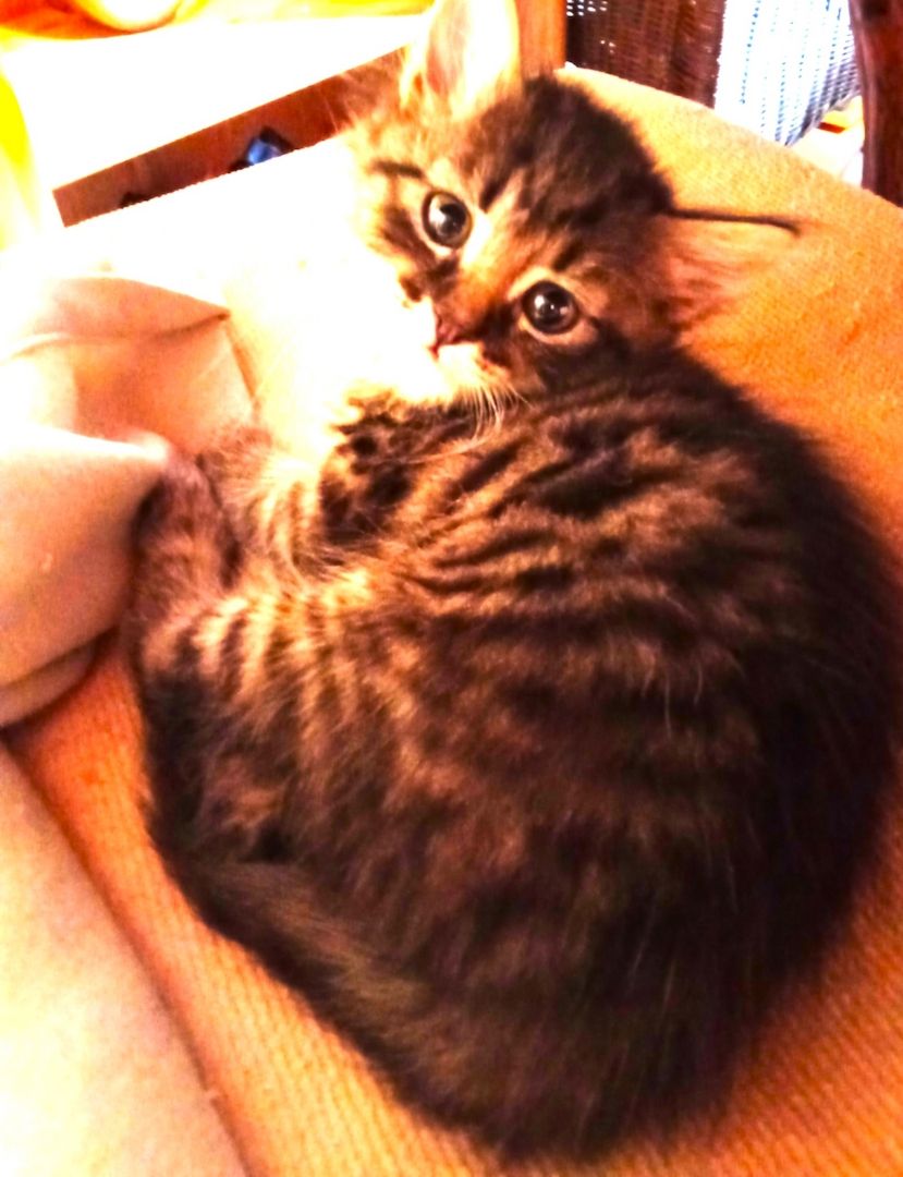 Reinrassige Sibirische Waldkatzenkitten