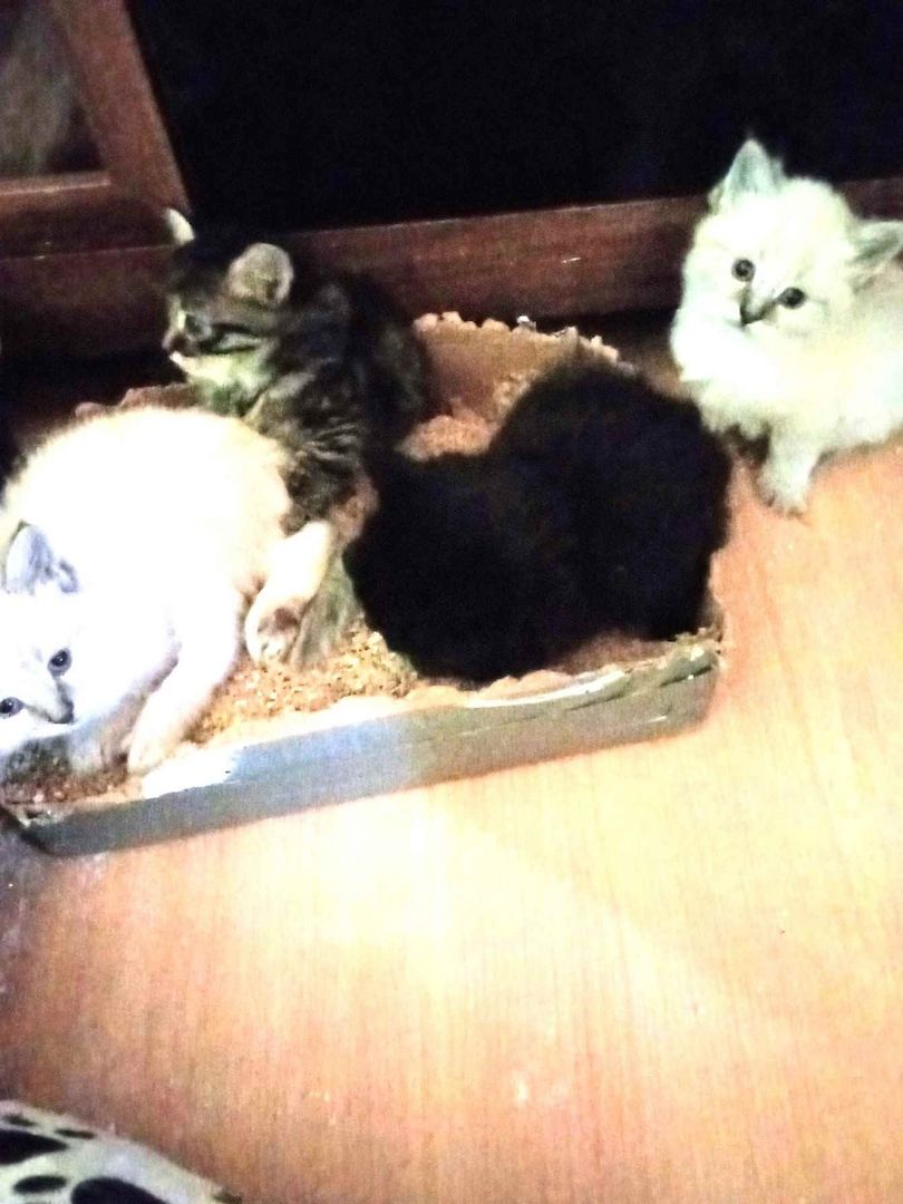 Reinrassige Sibirische Waldkatzenkitten