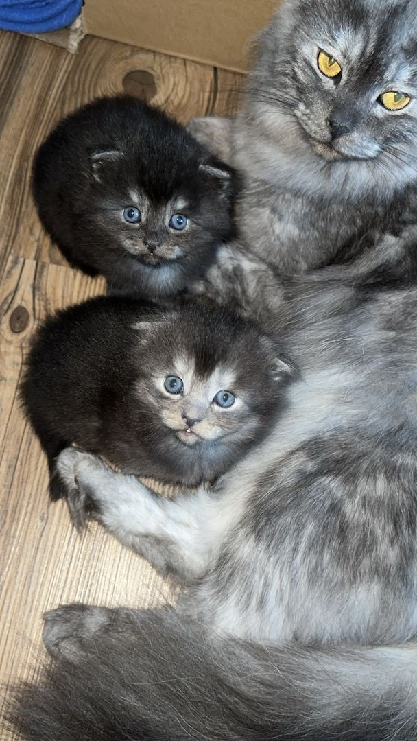 Wunderschöne Babykatzen – Maine Coon x Somali 🐾