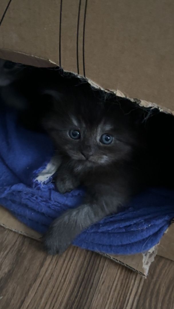 Wunderschöne Babykatzen – Maine Coon x Somali 🐾