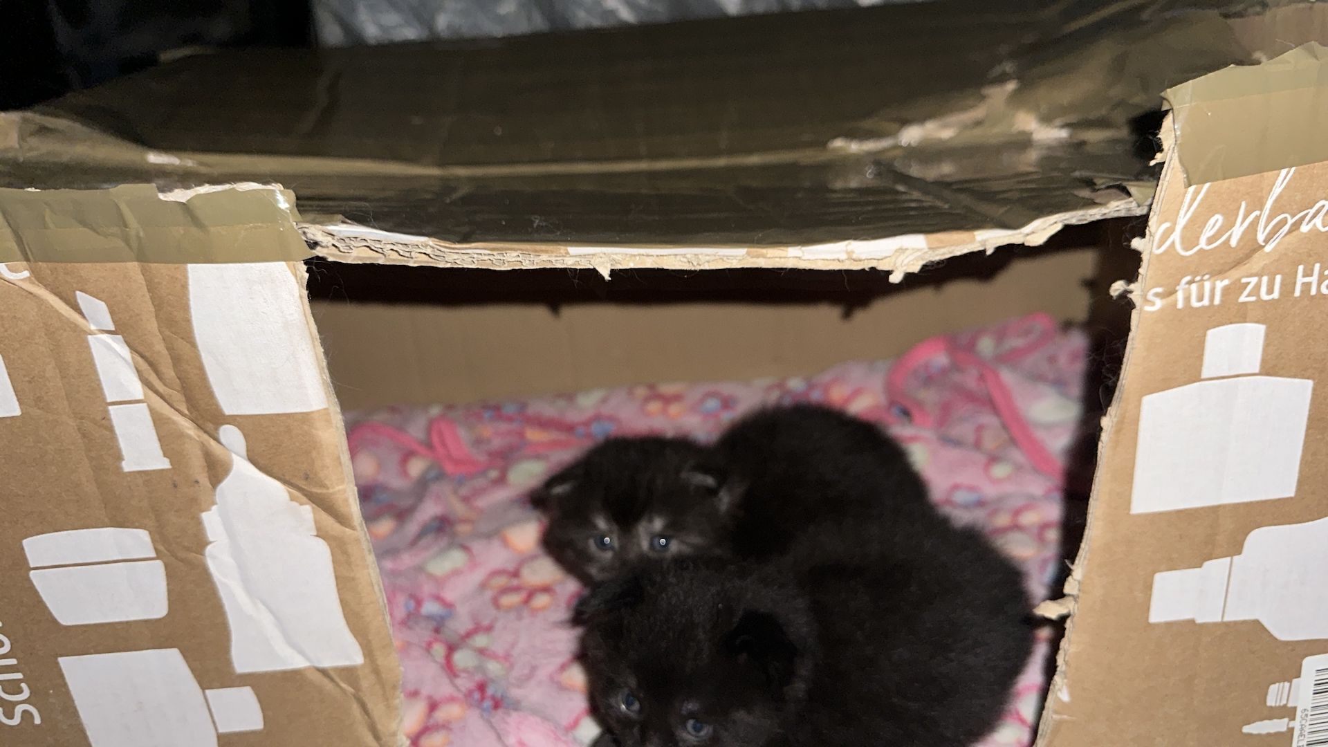 Wunderschöne Babykatzen – Maine Coon x Somali 🐾