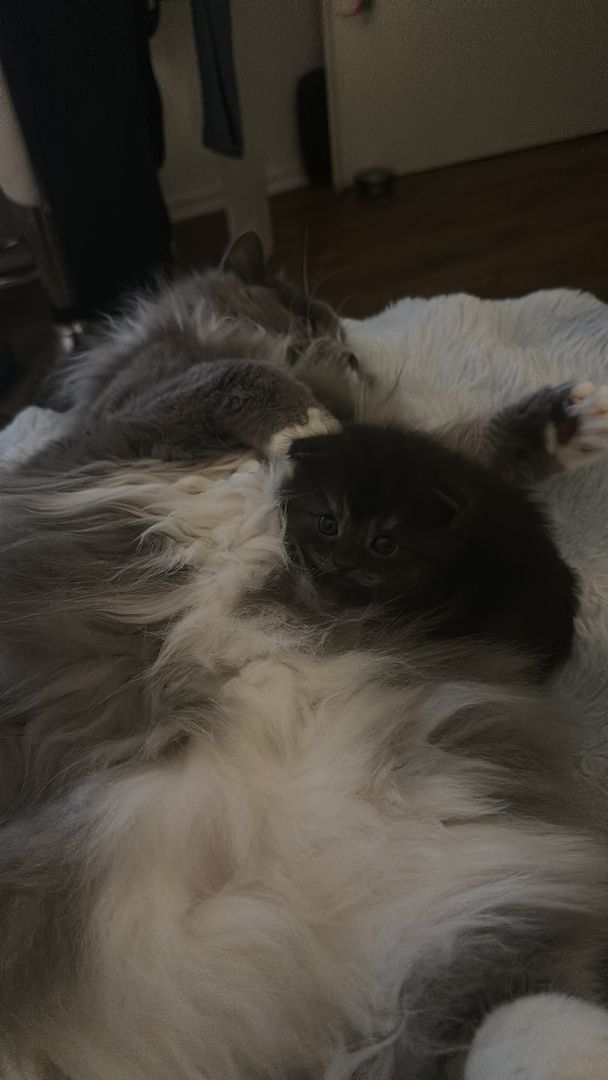 Wunderschöne Babykatzen – Maine Coon x Somali 🐾